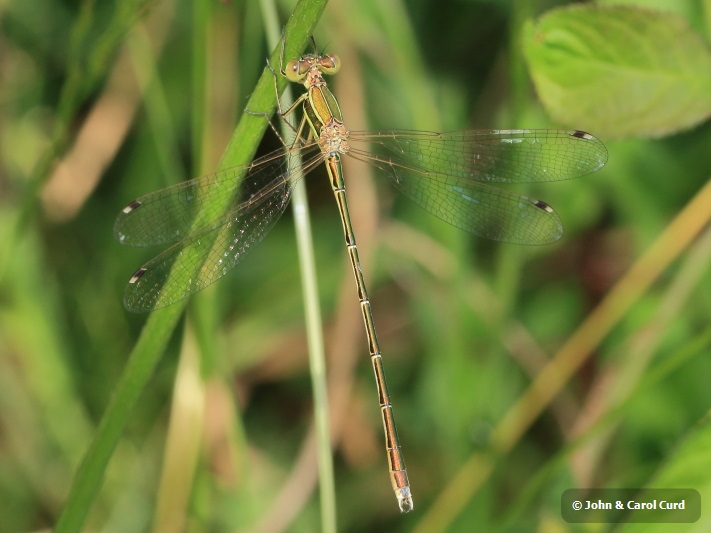 _MG_2343 Lestes barbarus male.JPG